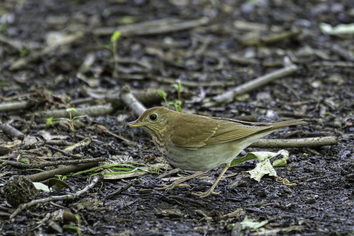 Veery - ML637403801