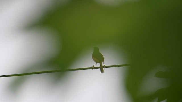 Ashy Prinia - ML637403805