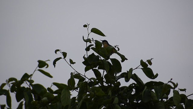 Ashy Prinia - ML637403822