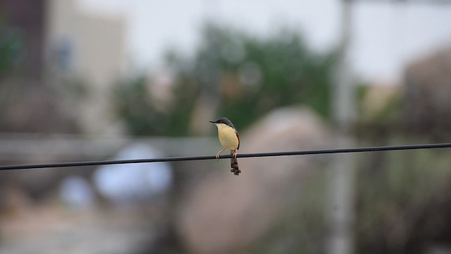 Ashy Prinia - ML637403825