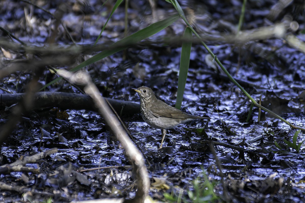 Bicknell's Thrush - ML637403832