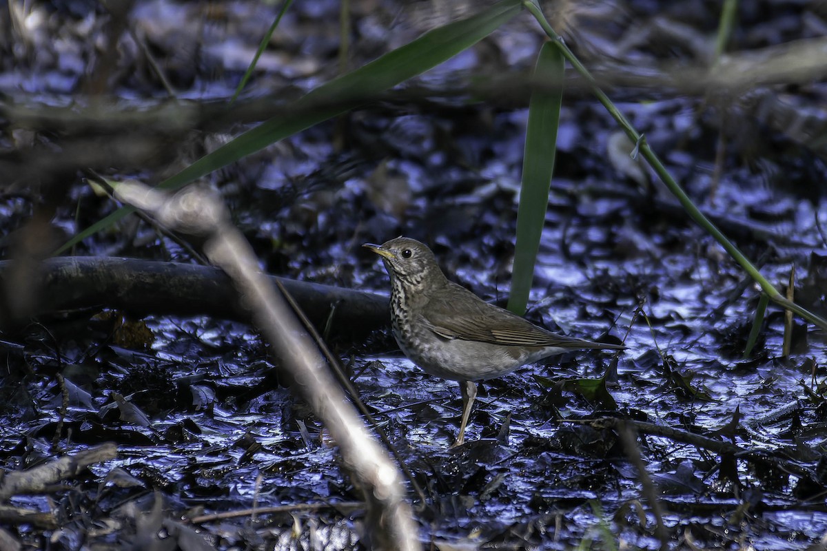 Bicknell's Thrush - ML637403838