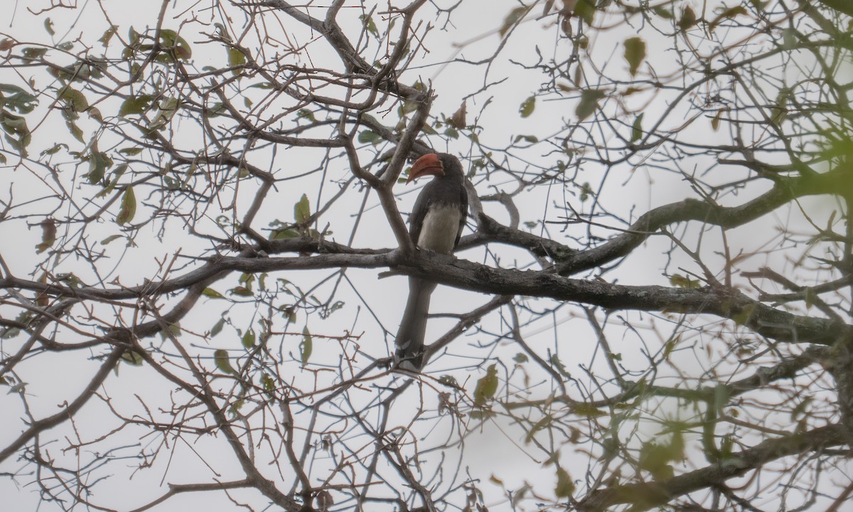 Crowned Hornbill - ML637403839
