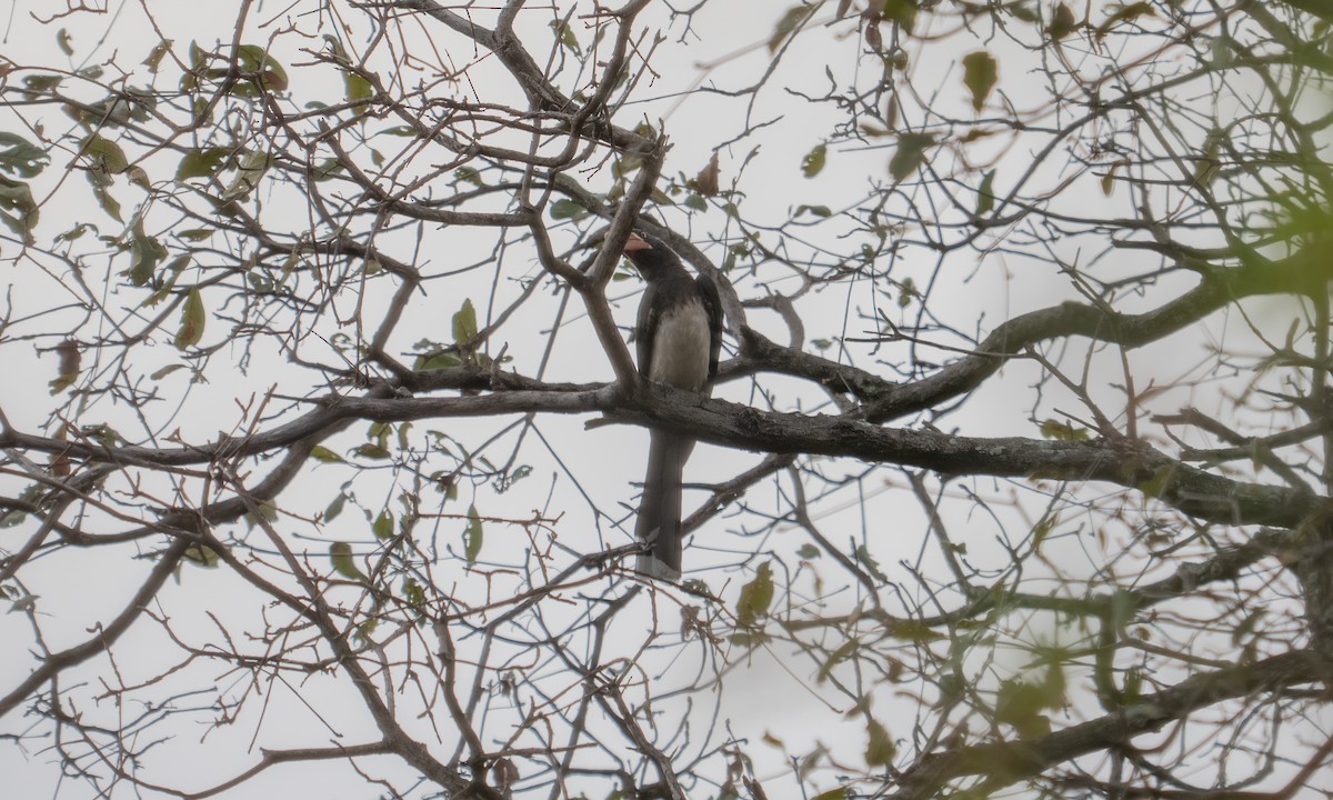 Crowned Hornbill - ML637403840