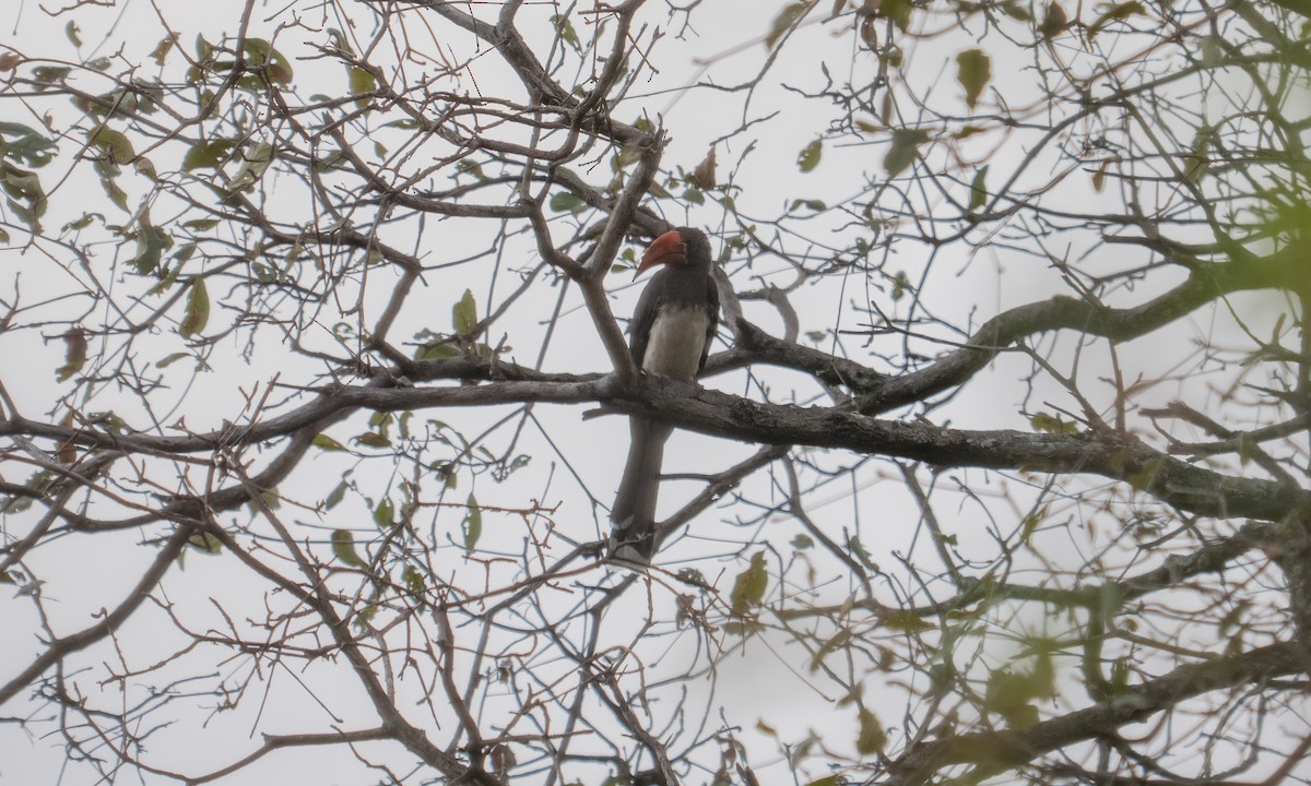Crowned Hornbill - ML637403841