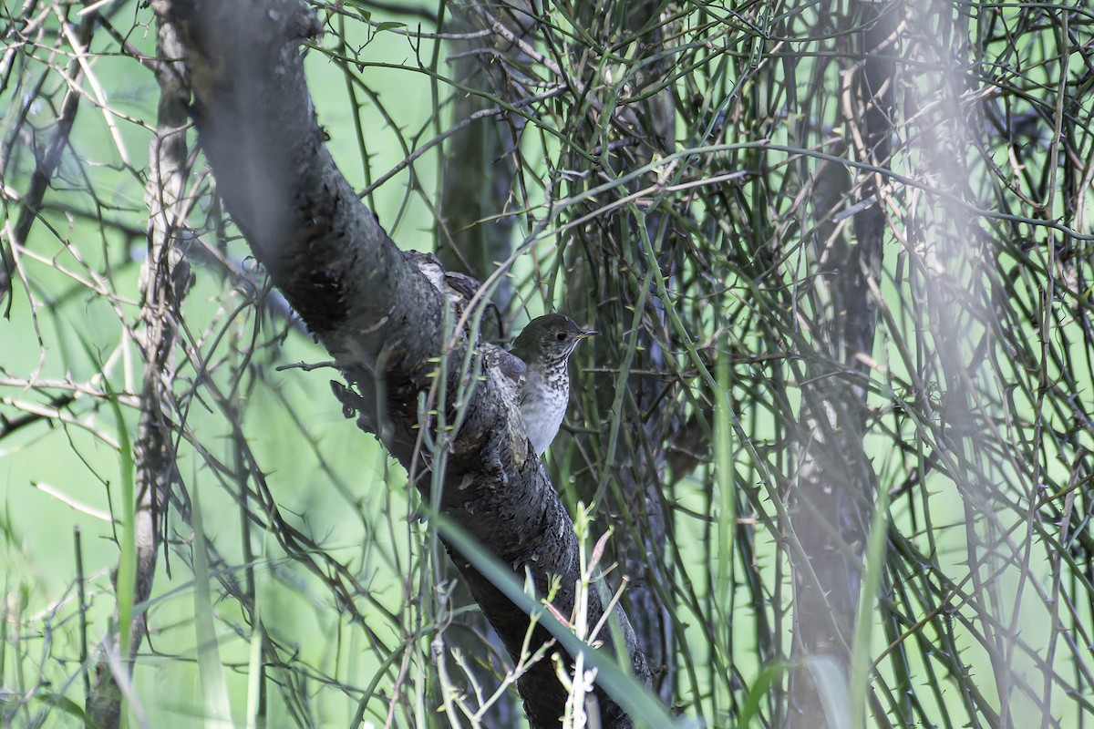 Bicknell's Thrush - ML637403846