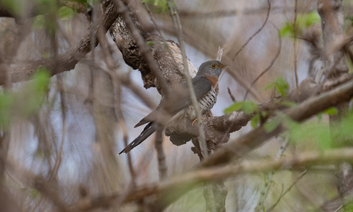 Red-chested Cuckoo - ML637403847