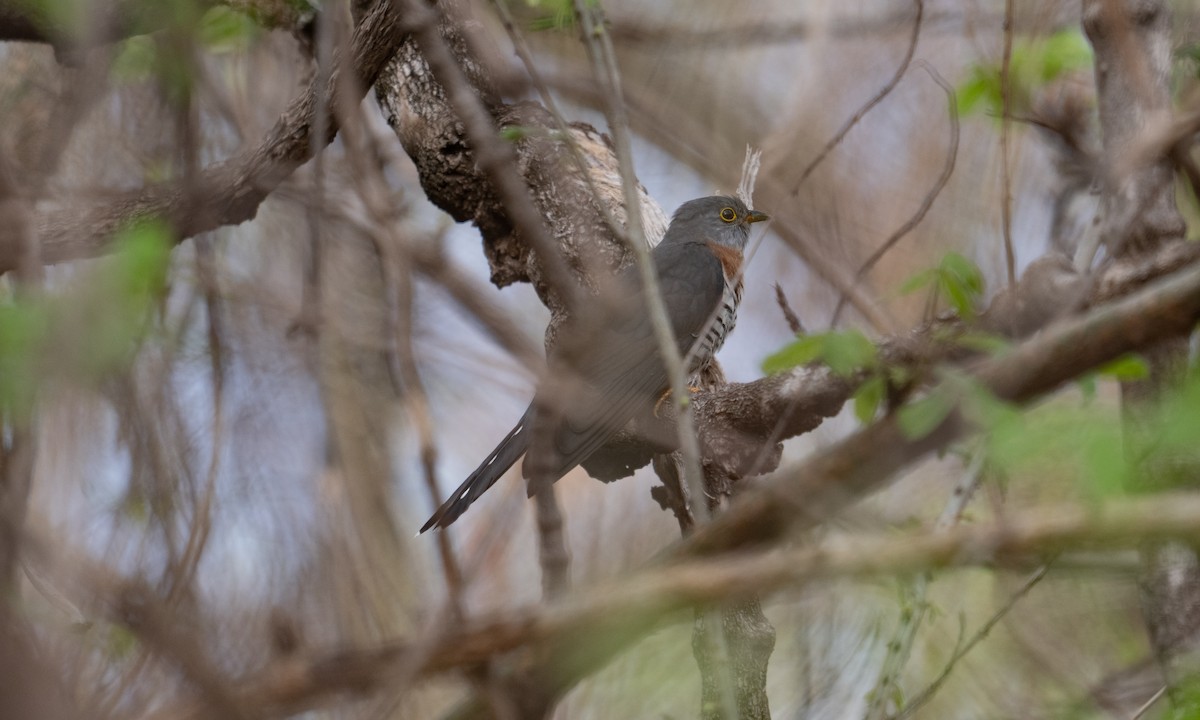 Red-chested Cuckoo - ML637403849