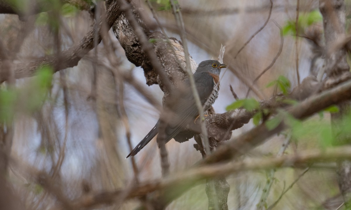 Red-chested Cuckoo - ML637403850