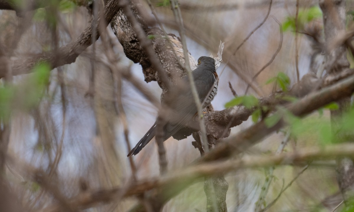 Red-chested Cuckoo - ML637403851