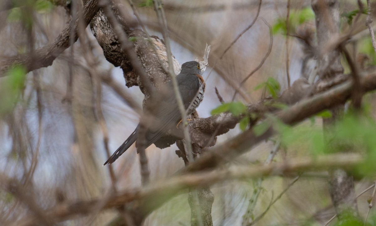 Red-chested Cuckoo - ML637403852