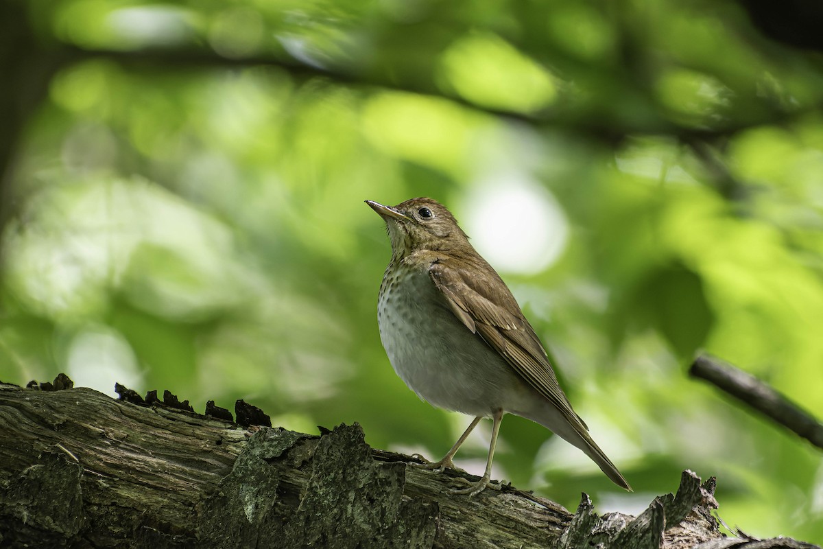 Veery - ML637403866