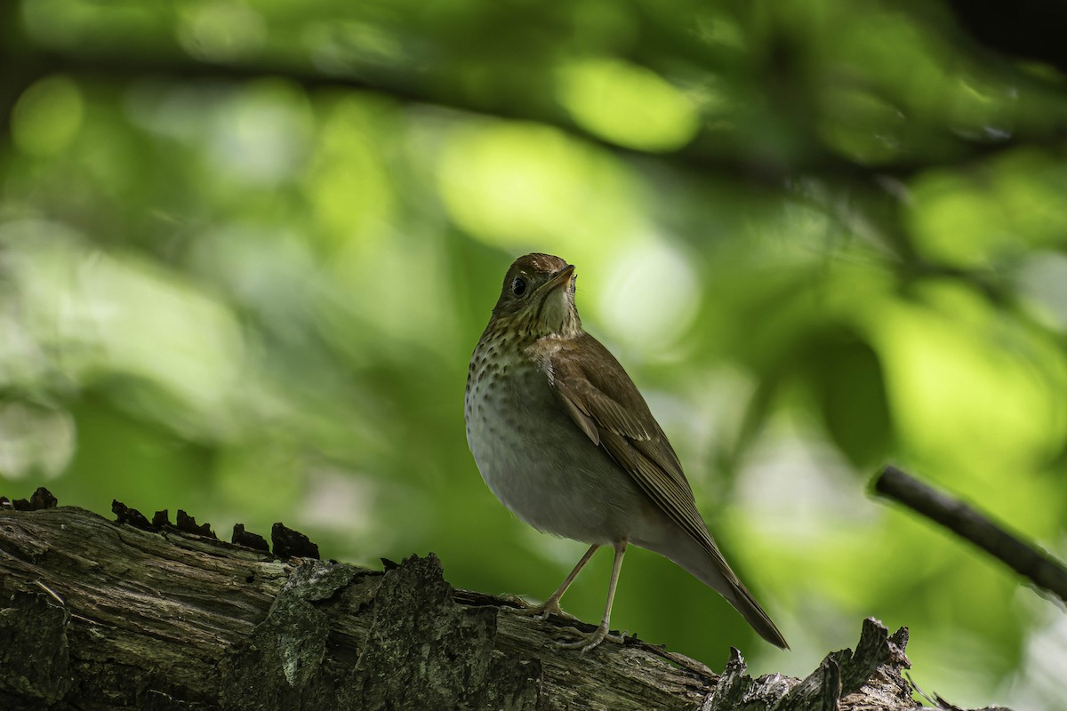 Veery - ML637403867