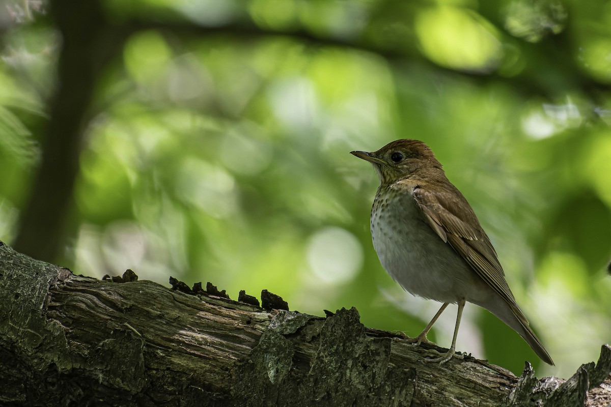 Veery - ML637403875