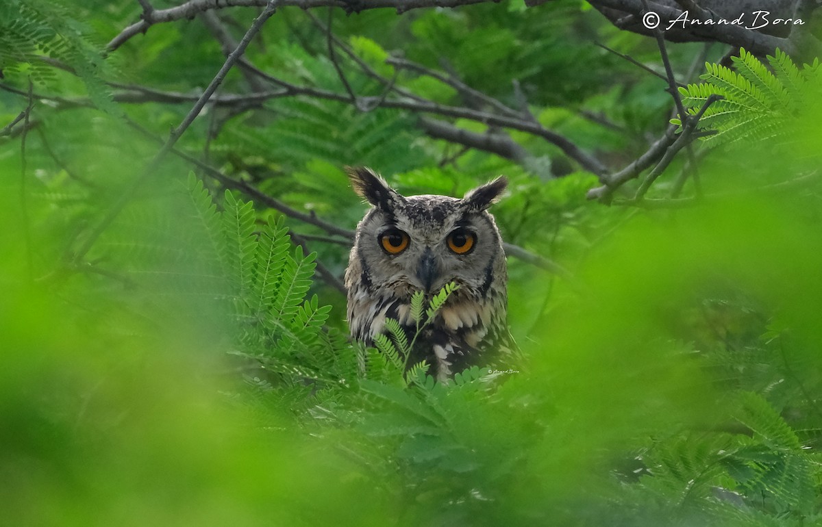 Rock Eagle-Owl - ML637403881
