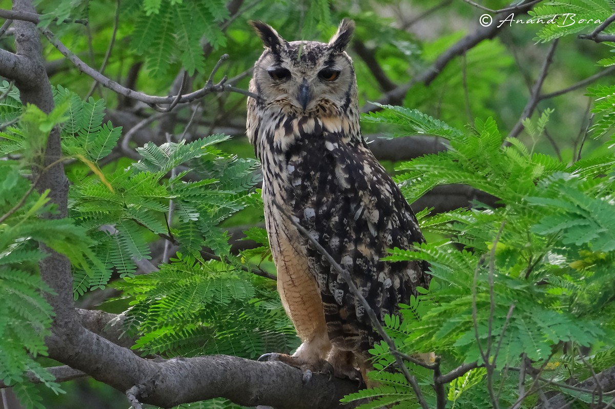 Rock Eagle-Owl - ML637403882