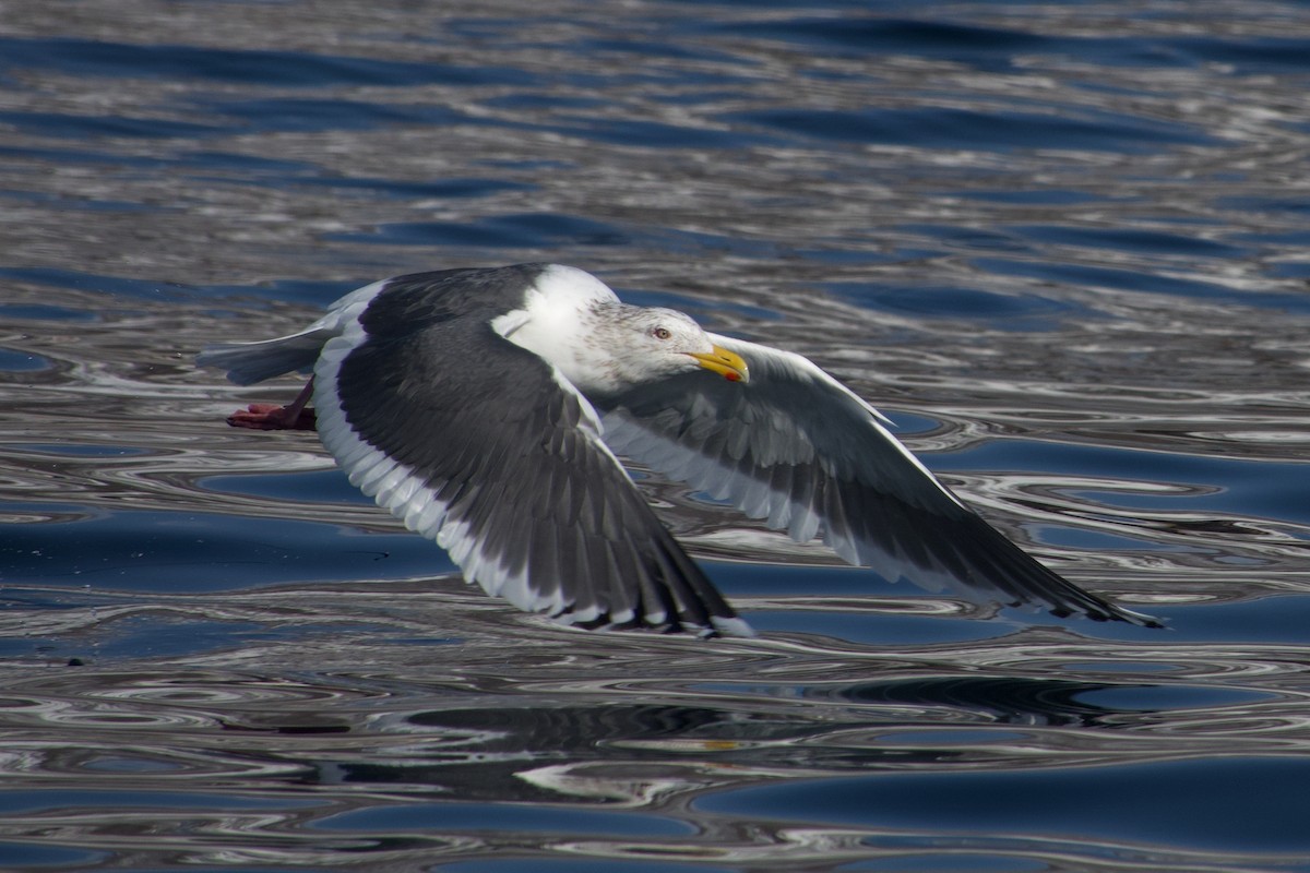 Slaty-backed Gull - ML637403901