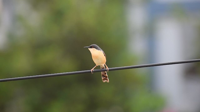 Ashy Prinia - ML637403925