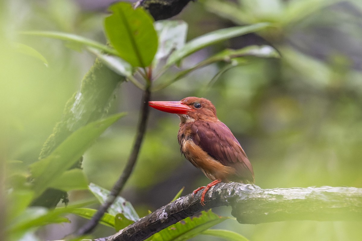 Ruddy Kingfisher - ML637403931