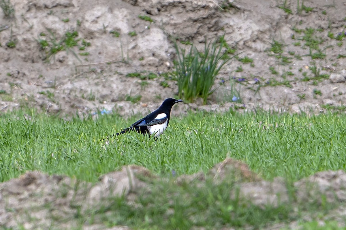 Black-rumped Magpie - ML637403932
