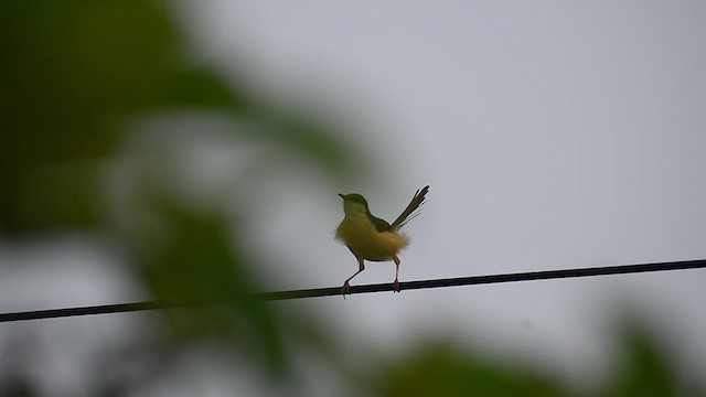 Ashy Prinia - ML637403950