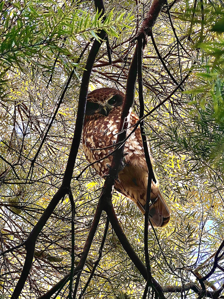 Australian Boobook - ML637403954