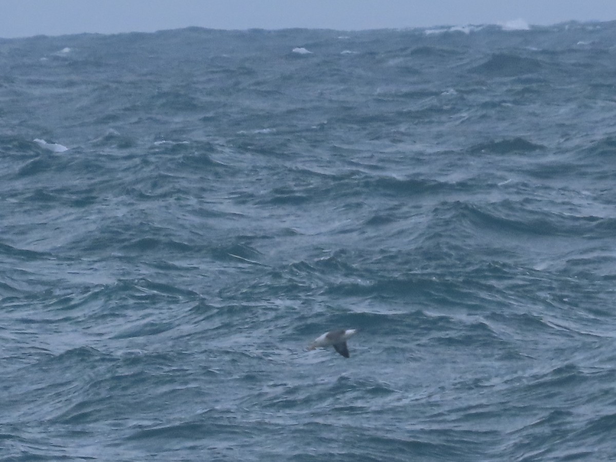 Black-browed Albatross - ML637404016