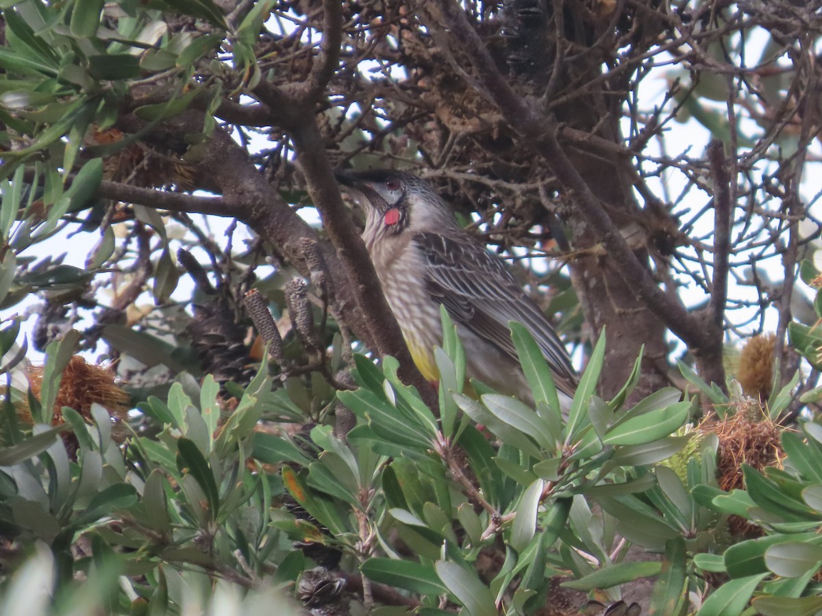 Red Wattlebird - ML637404021