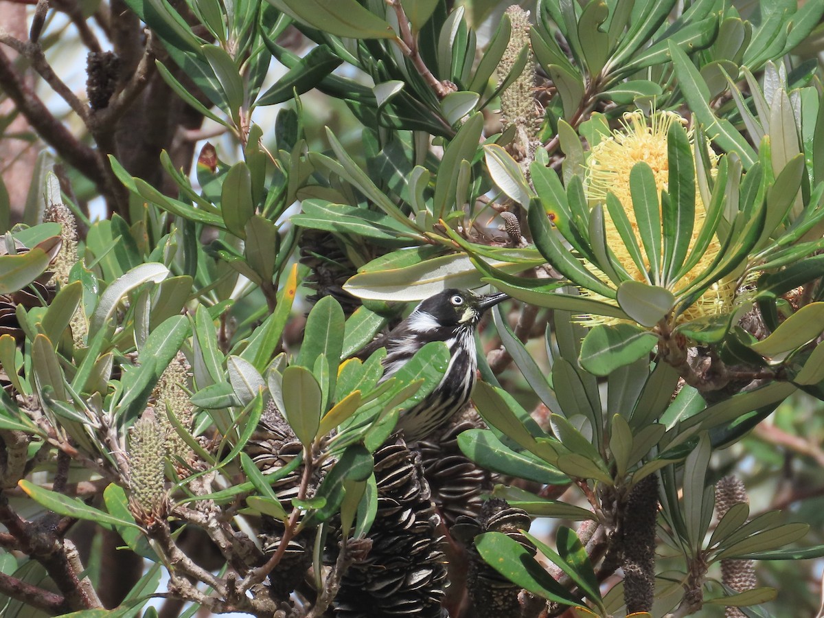 New Holland Honeyeater - ML637404023