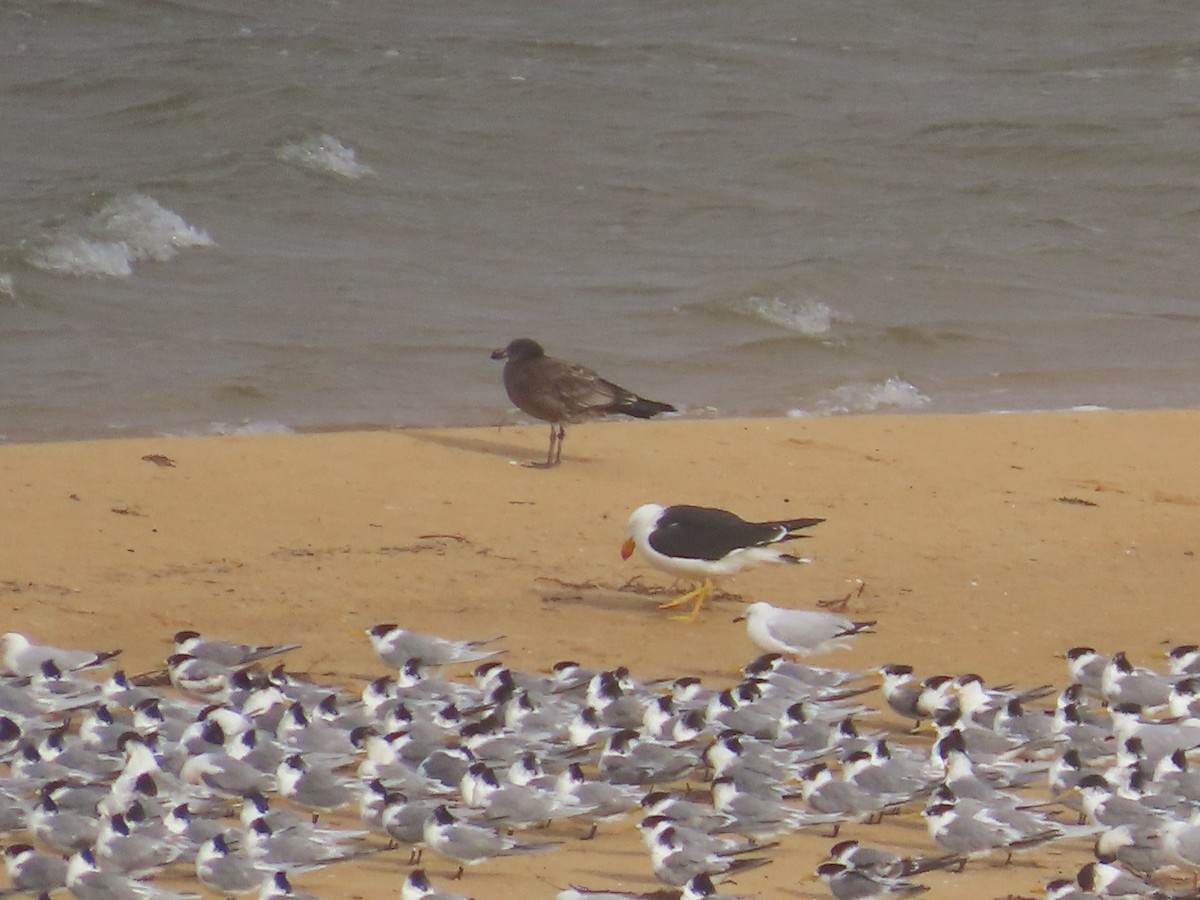 Pacific Gull - ML637404032