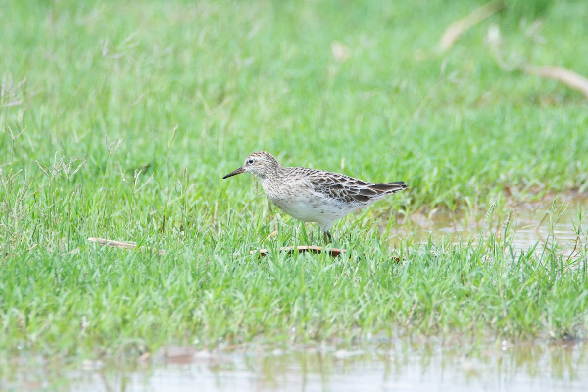 Sharp-tailed Sandpiper - ML637404052