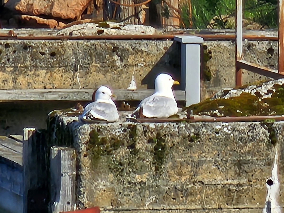 Common Gull - ML637404085