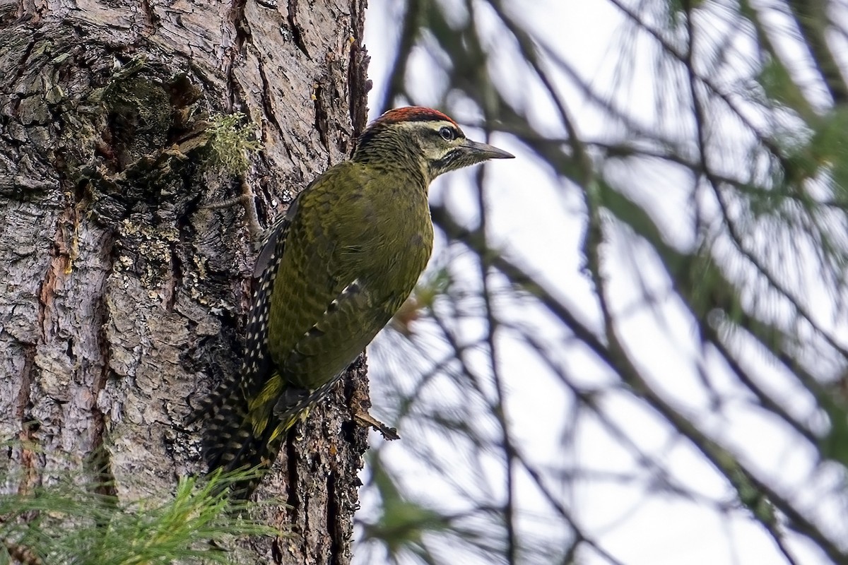 Scaly-bellied Woodpecker - ML637404094