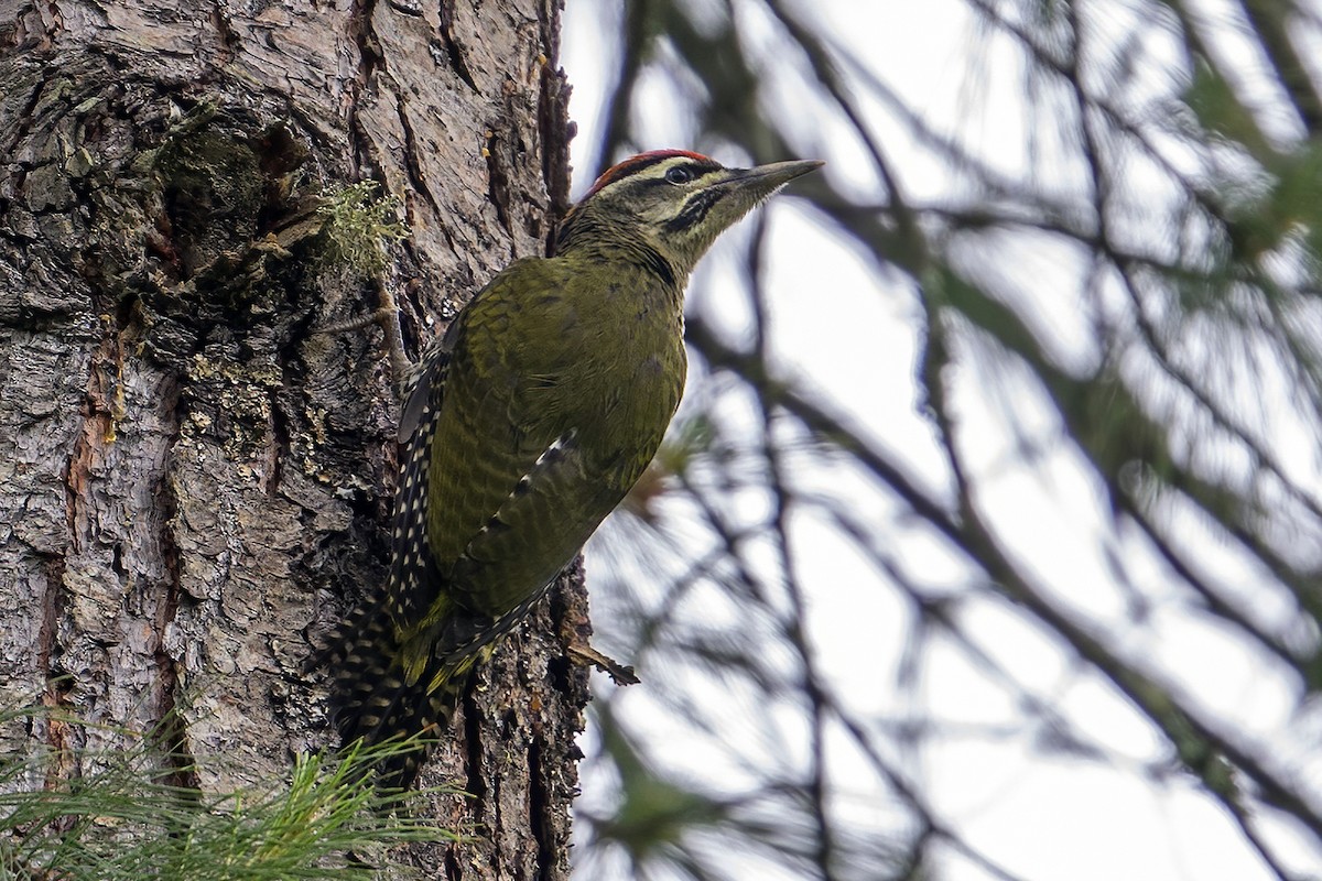 Scaly-bellied Woodpecker - ML637404095