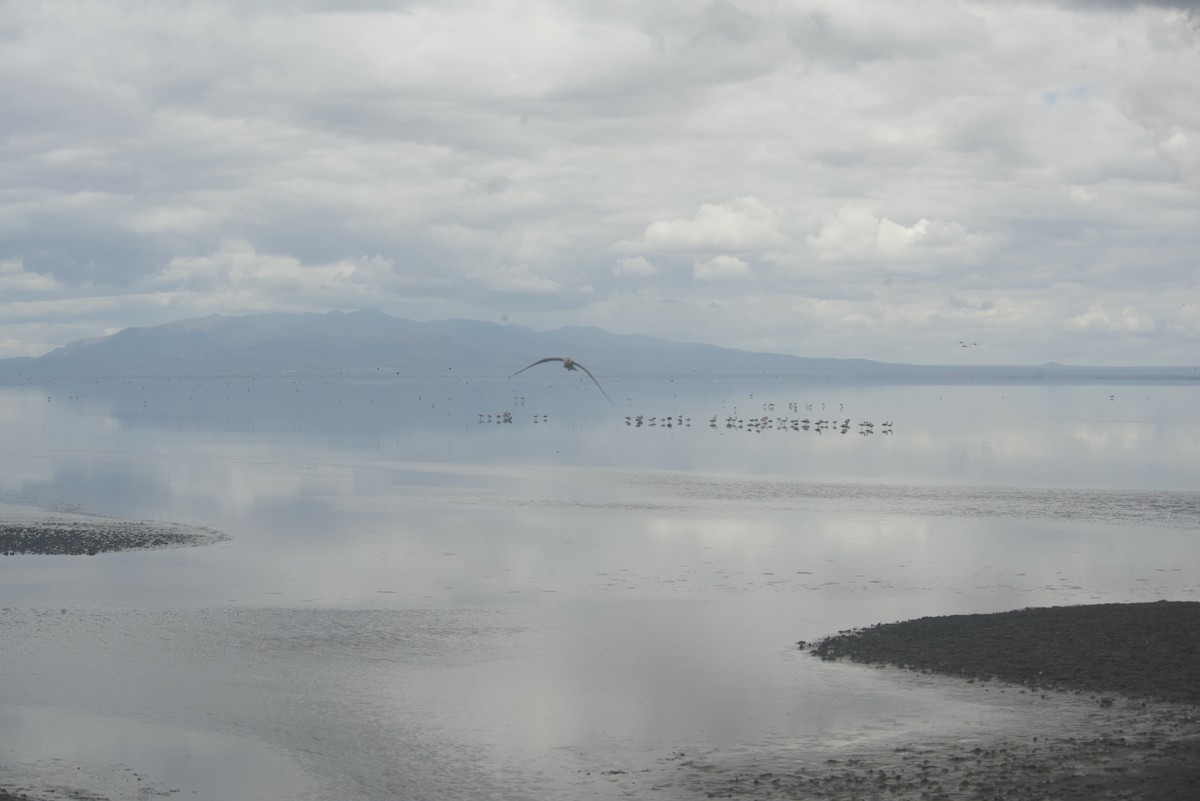 Küçük Flamingo - ML637404131