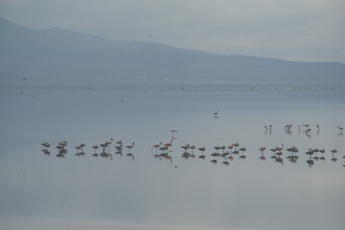 Küçük Flamingo - ML637404132