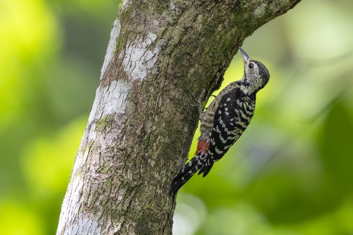Freckle-breasted Woodpecker - ML637404134