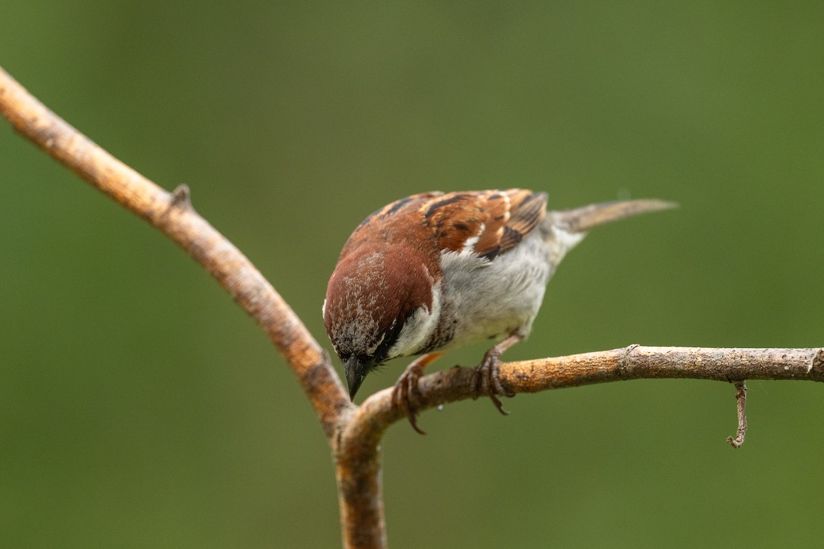 House x Eurasian Tree Sparrow (hybrid) - ML637404169
