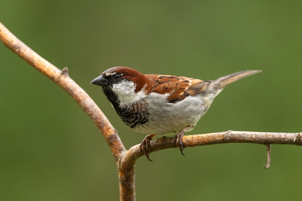 House x Eurasian Tree Sparrow (hybrid) - ML637404171