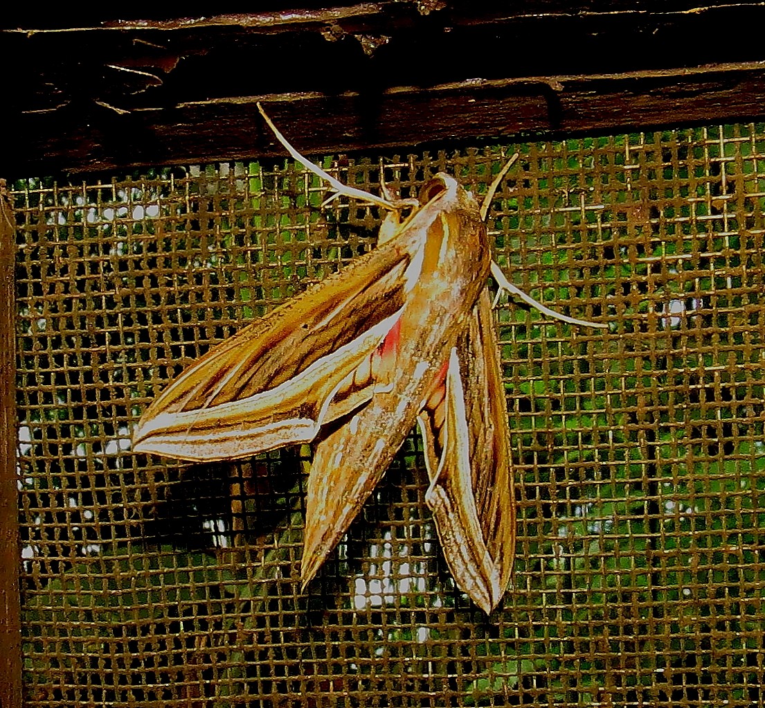 Insects - ML637404180