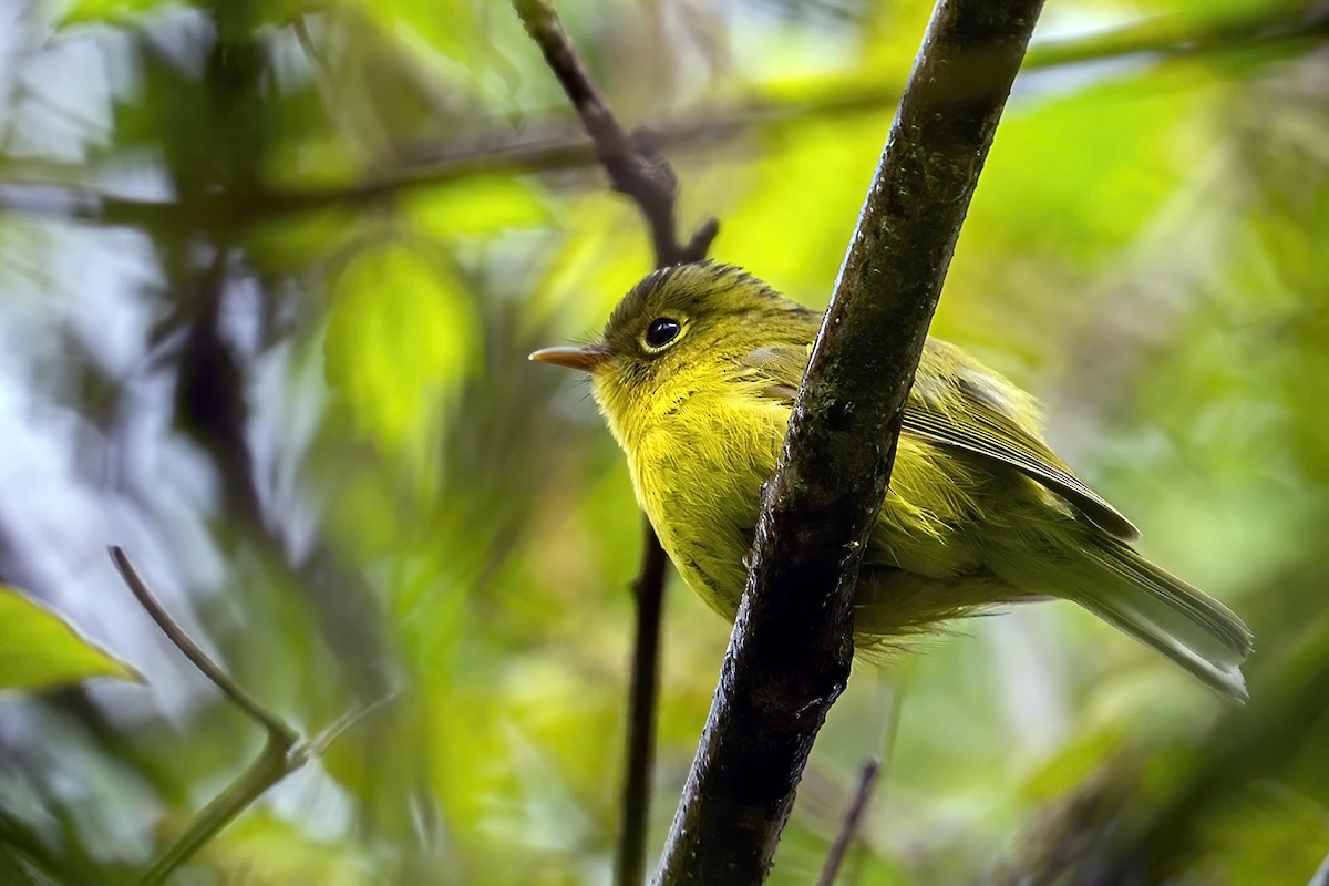 Green-crowned Warbler - ML637404188