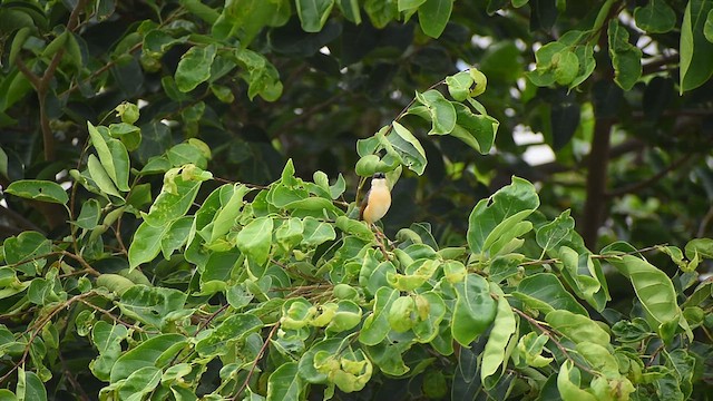 Ashy Prinia - ML637404202