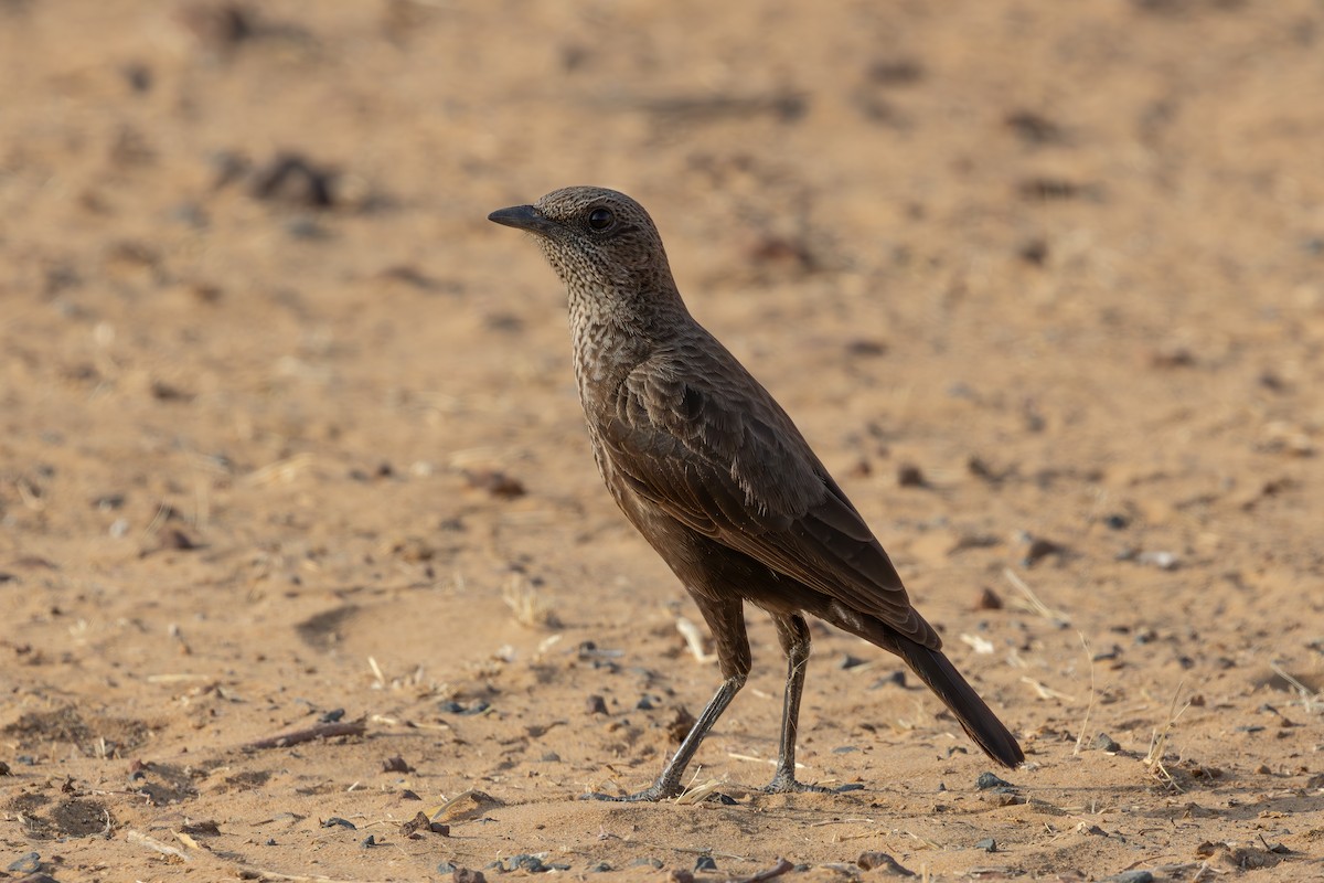 Northern Anteater-Chat - ML637404205