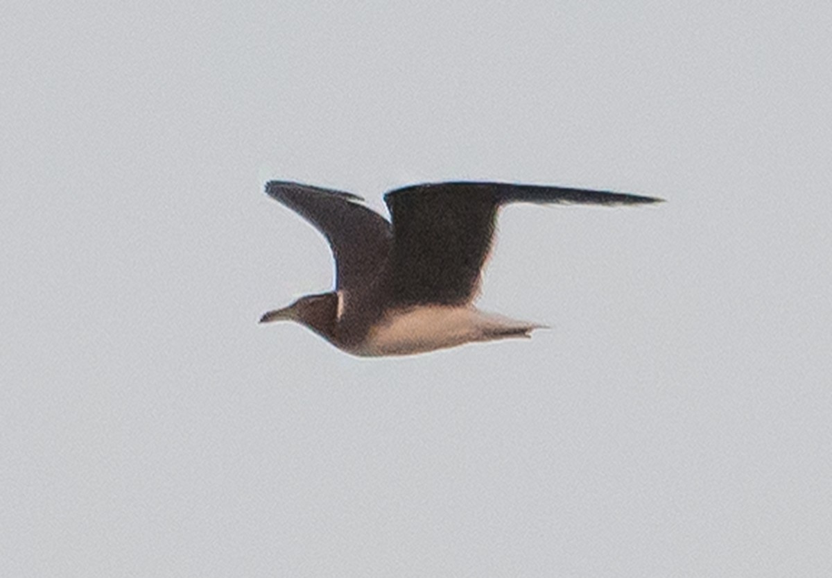 Sooty Gull - ML637404211