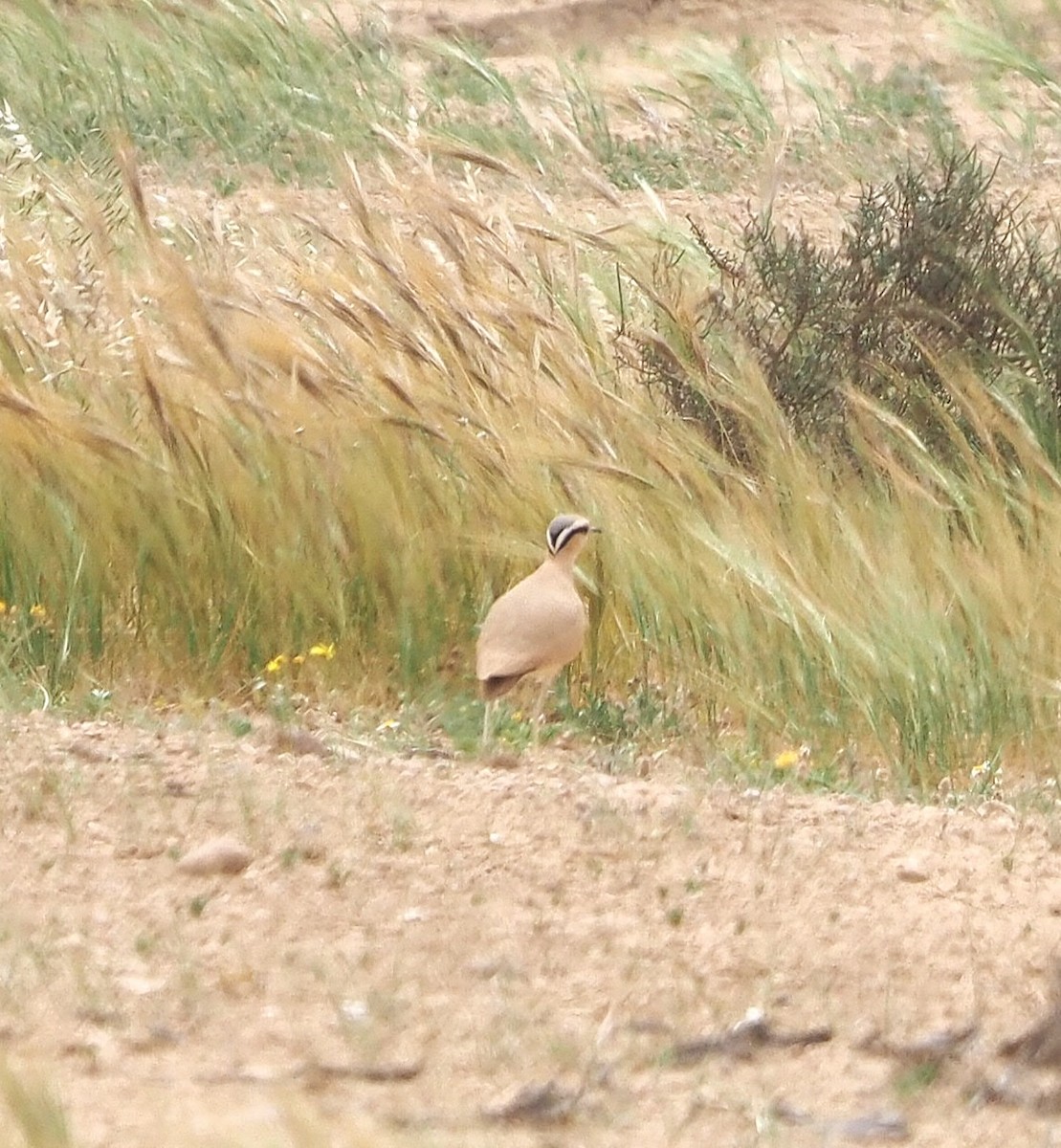 Cream-colored Courser - ML637404227
