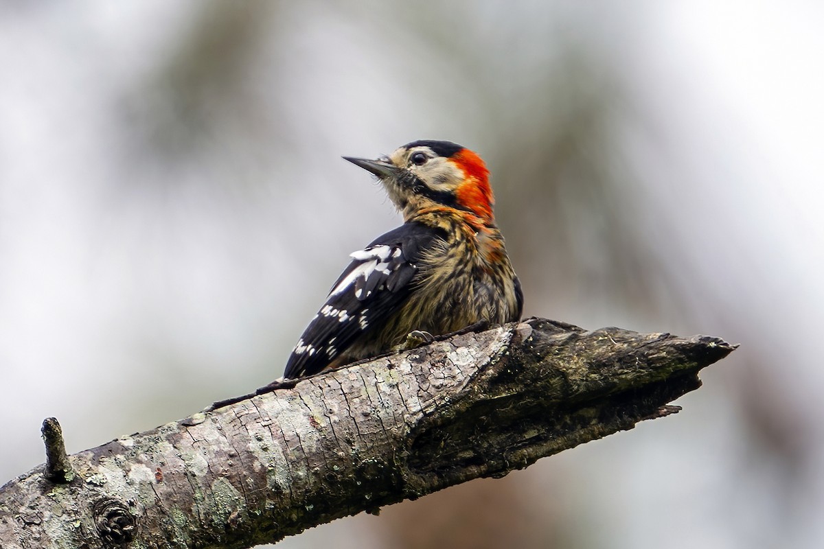 Crimson-naped Woodpecker - ML637404257