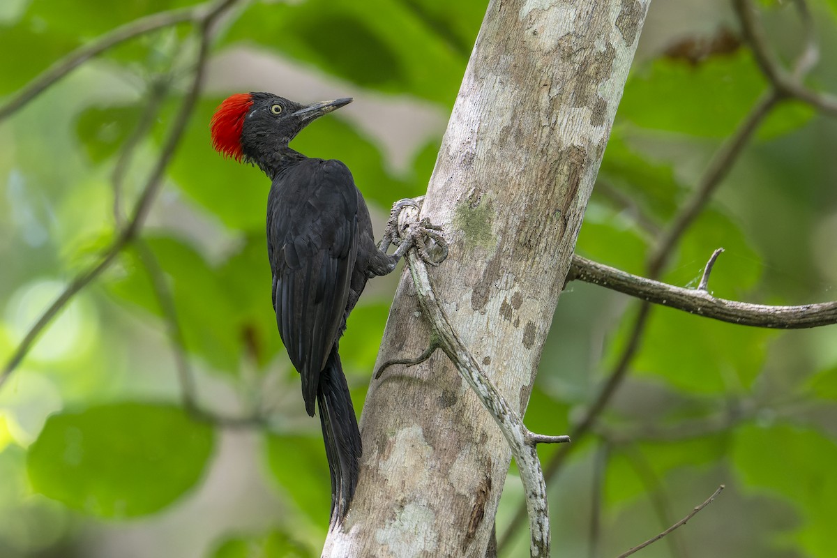 Andaman Woodpecker - ML637404260