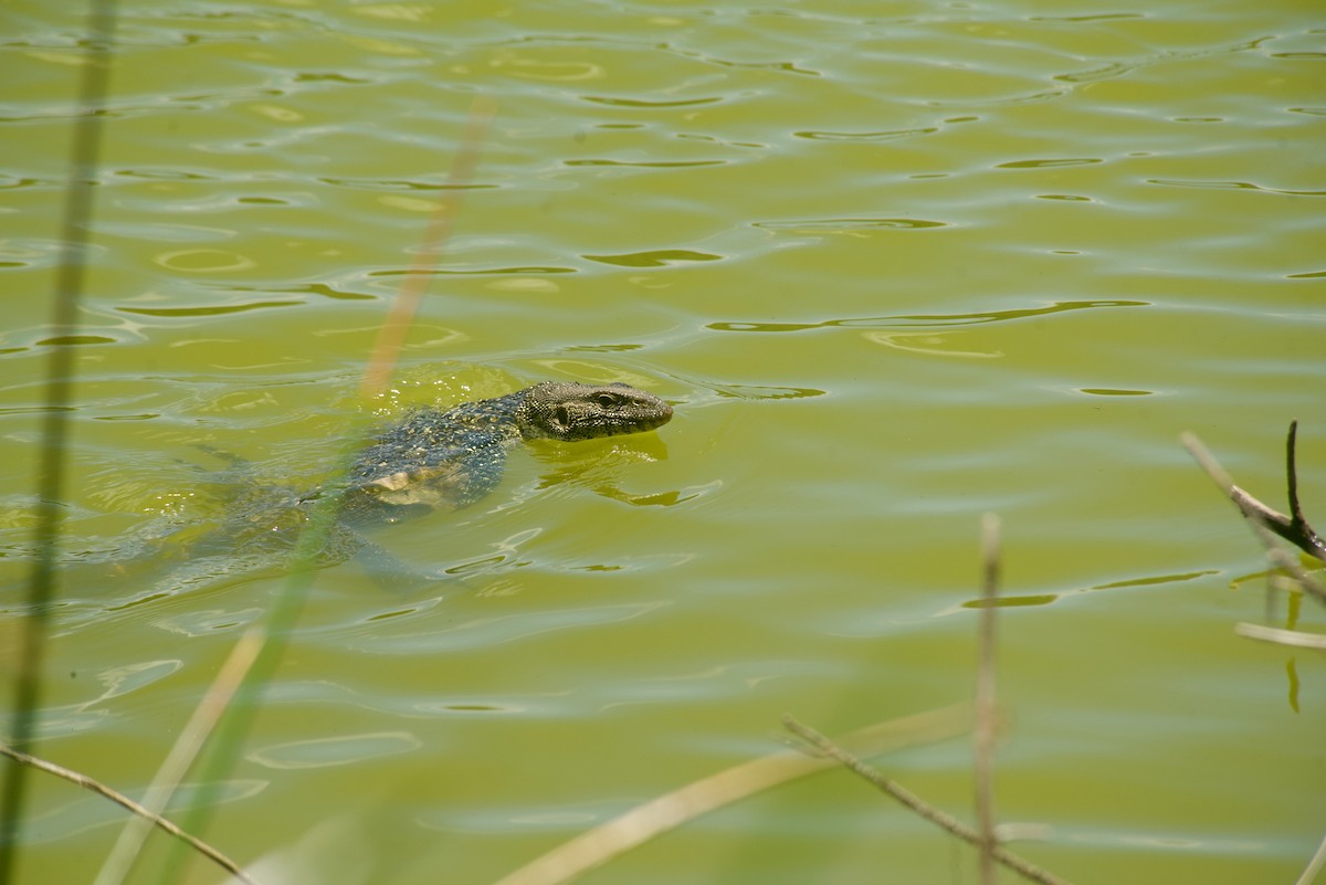 Nile Monitor - ML637404286