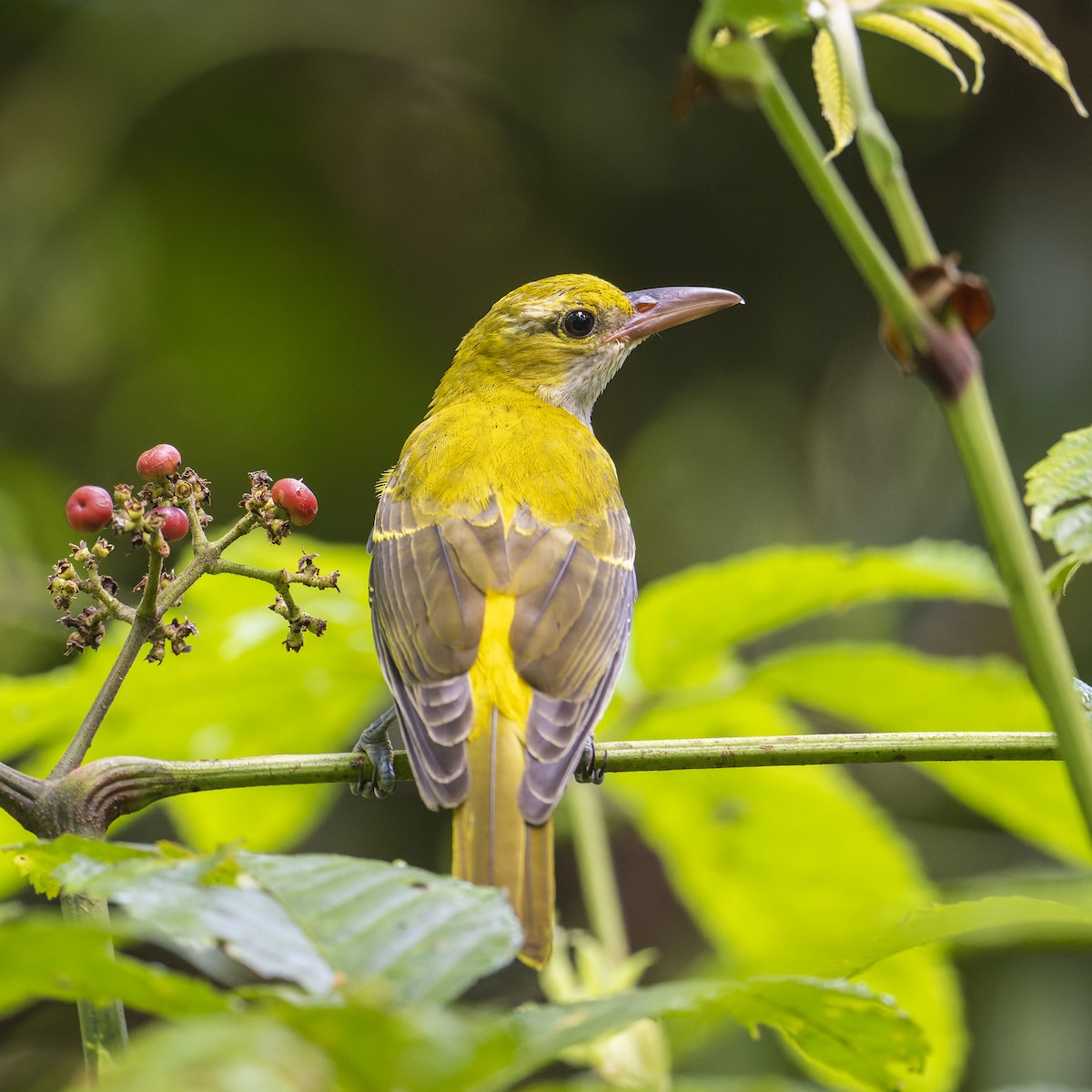 Black-naped Oriole - ML637404291