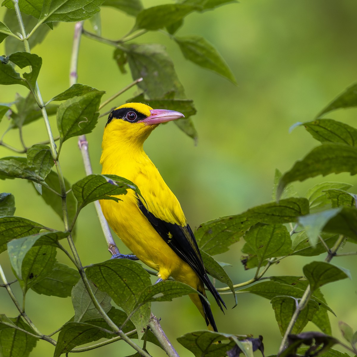 Black-naped Oriole - ML637404292